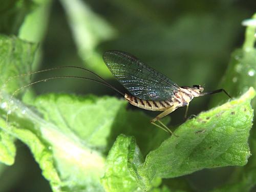 Réf. 285 716 : Ecdyonurus insignis
